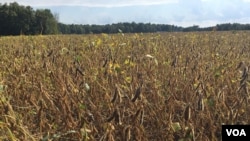 资料照片：2018年9月19日，美国印第安纳州斯科茨伯格镇(Scottsburg)的豆田。
