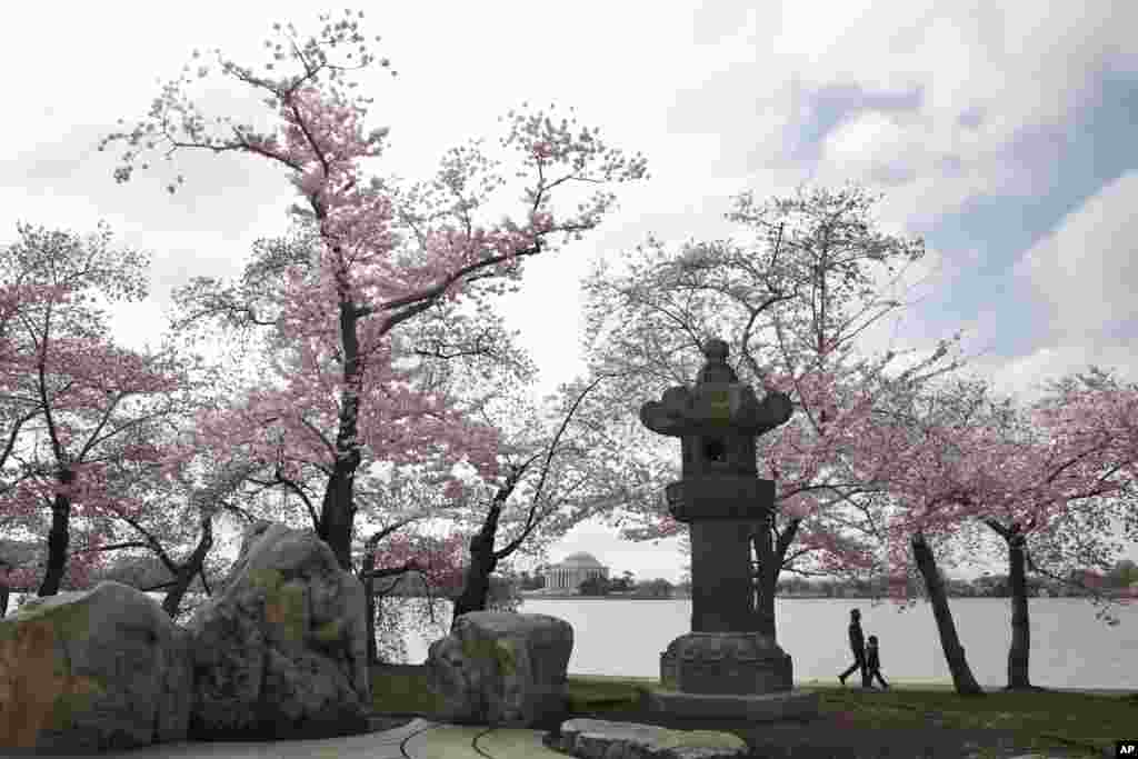 潮汐湖畔，樱花树下， 有一个古老的、用石头砌成的宝塔形状的灯。那是日本1954年送给美国的礼物。每年樱花节，这盏石头灯都被点亮。（2018年4月2日）