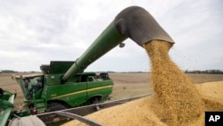 2018年9月21日，在印第安纳州布朗斯堡，农场主迈克斯塔基从他的联合收割机中卸下大豆。贸易战使得美国大豆出口减少。
