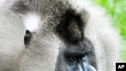 這種名為鬼狒的靈長類非洲猴(資料圖片)