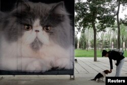 資料照：一名女子在北京一個公園樹立的貓糧廣告旁與她的寵物狗玩耍。
