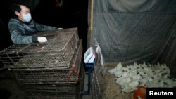 4月5日,一名武漢販賣家禽商販在當局頒下暫停活雞買賣命令後﹐將家禽收起。