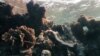 An undated photo shows the effect of bleaching on coral off Caye Caulker, Belize.
