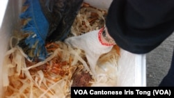 有疑似水貨客在箱內取出活龍蝦