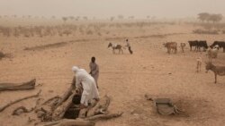 《甄嬛傳》促銷阿膠十餘年後 數百萬非洲驢慘遭厄運