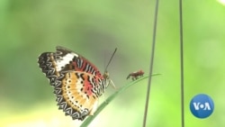 New Report Urges World Action to Save Insects