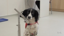 Disease-sniffing Dogs Could Help Stop the Spread of Malaria