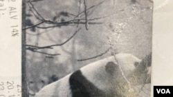 阿爾雅名片的背面，還是大熊貓。 (美國之音/李北平攝)