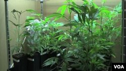 華盛頓州去年投票通過大麻合法化