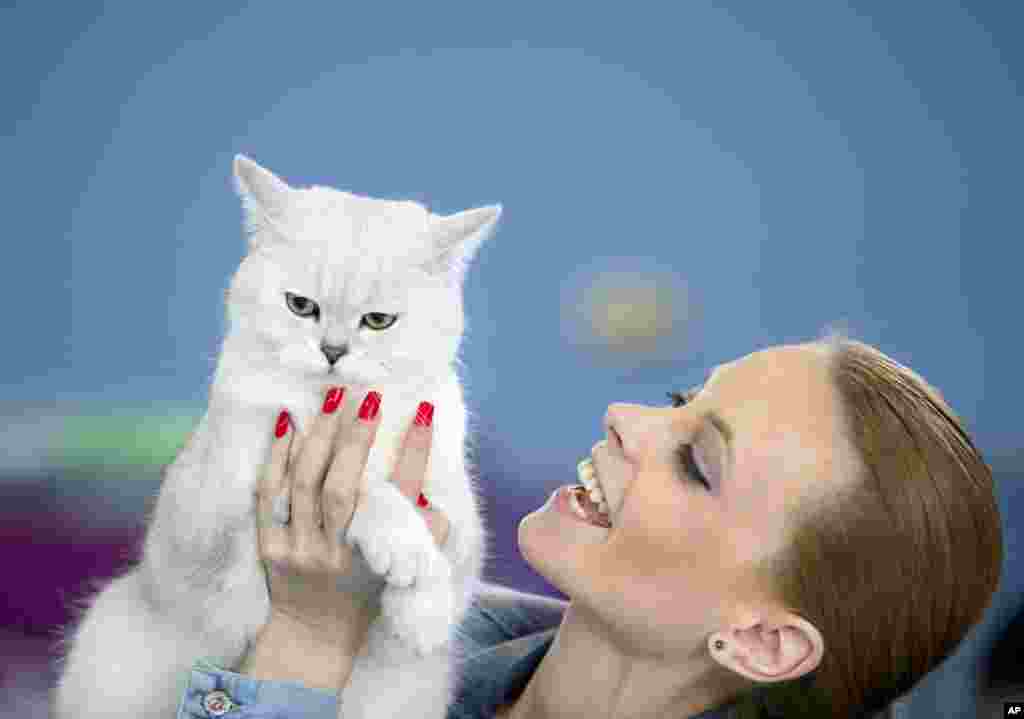 2015年4月26日，在罗马尼亚首都布加勒斯特举行的国际猫科动物选美大赛期间，一只英国短毛猫及其主人。