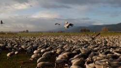 ພາສາອັງກິດ ຄໍາສັບໃນຂ່າວ Sanctuary ແປວ່າ ສະຖານທີ່ສັກສິດ, ບ່ອນລີ້ໄພ ຫຼື ເຂດຫວງຫ້າມ