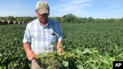 2019年8月22日農民米勒展示大豆。