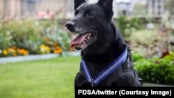 美国联邦特勤局警犬飓风