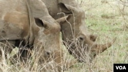 南非野生動物犀牛,其牛角成偷獵者的目標。