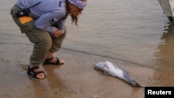 ປາ​ໂລ​ມາ​ນ້ຳ​ຈືດ​ໃນ​ທະ​ເລ​ສາບ ອາ​ເມ​ຊອນ ນອນ​ຕາຍ​ຢູ່​ຫາດ​ຊາຍ.