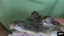 美国路易斯安那州的短吻鳄