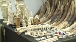 美國歡迎中國禁止象牙銷售