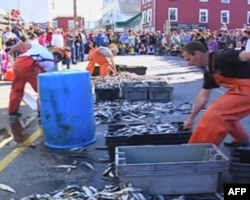 布斯湾渔民节的铲鱼比赛