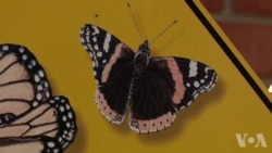 五年级学生帮助拯救君主蝶