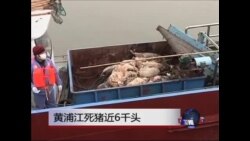 黄浦江死猪近6千头