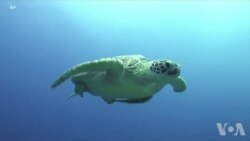 海洋变身塑料王国 幼龟生命受到威胁