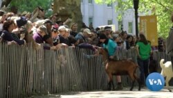 Goats Move to Manhattan's Riverside Park