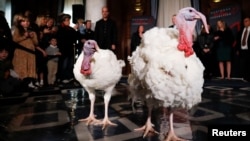 ໄກ່​ງວງຊື່​ວ່າ ບ​ລອ​ສ​ຊຳ ແລະ ພ​ີດ​ຈ໌, ຈາກ​ລັດ​ມິນ​ເນ​ໂຊ​ຕ້າ, ຖືກ​ນຳ​ສະ​ເໜີ​ຕົວ​ໃນ​ລະ​ຫວ່າງກອງ​ປະ​ຊຸມ​ຖະ​ແຫຼວງ​ຂ່າວ​ໂດຍ​ສະ​ຫະ​ພັນ​ໄກ່​ງວງ​ແຫ່ງ​ຊາດ, ນຶ່ງວັນ​ກ່ອນ​ພິ​ທີ​​ວັນໄຖ່​ບາບ​ວັນ​ພັກ​ຂອບ​ໃຈ​ພະ​ເຈົ້າ ໂດຍ​ປະ​ທາ​ນາ​ທິ​ບໍ​ດີ ໂຈ ໄບ​ເດັນ, 24 ພະ​ຈິກ 2024.