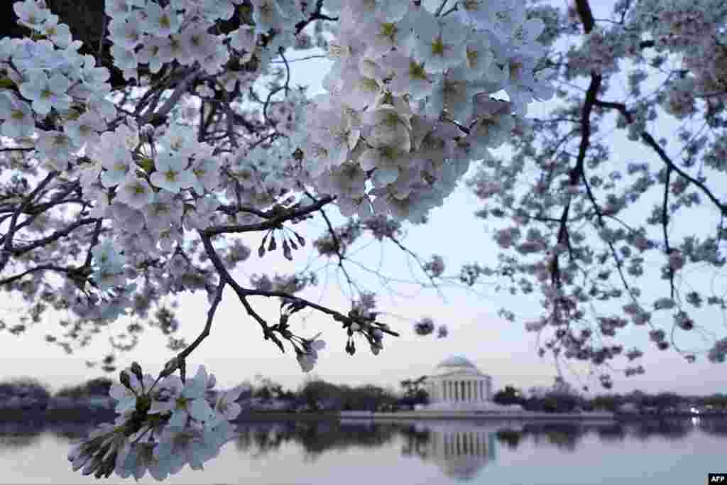 华盛顿樱花盛开时节的满树樱花、潮汐湖（Tidal Basin）和杰佛逊纪念堂（2017年3月24日）。杰佛逊是美国&ldquo;开国先父&rdquo;之一，第三任美国总统。
