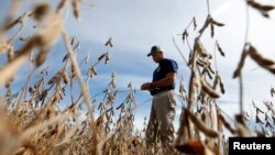 美国伊利诺伊州一个大豆农场（资料照）