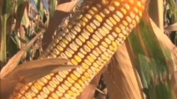 美國專訊 442 (2012年9月23日)