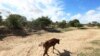 A malnourished cow walks along a dried up river bed in the village of Chivi, Zimbabwe.