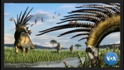 A Spiny Necked Dinosaur Wows in Argentina