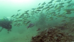 ຊຸມຊົນນັກດຳນໍ້າຍິງ ທ້າທາຍຕໍ່ສົມມຸດຕິຖານເລື້ອງເພດ, ເຊື້ອຊາດ ແລະ ອາຍຸ