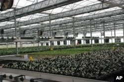 裁培蝴蝶蘭的全自動環控溫室