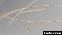 A magnified image of Pseudo-nitzschia australis. (C. Wingert/Cochlan San Francisco State University_