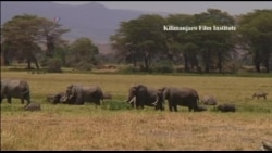 坦桑人驱赶大象办法多，鞭炮辣椒安全套