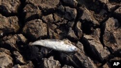 ພາ​ບ​ແຟ້ມ​ໃນ​ວັນ​ທີ 21 ເມ​ສາ 2016, ສະ​ແດງ​ໃຫ້​ເຫັນປາ​ຕາຍ​ຢູ່​ທະ​ເລ​ສາບ​ ອອ​ສ​ມານ ຊາ​ກາ ທີ່​ແຫ້ງ​ແລ້ງ, ຢູ່​ເຂດ​ຊານ​ເມືອງ​ ຮາຍ​ເດີ​ຣາ​ບັດ ຂອງ ອິນ​ເດຍ.