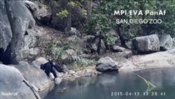 还真成精了？研究发现动物们工具也玩得溜