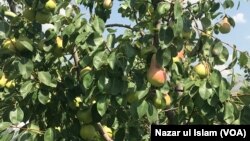 美中貿易戰對美國果類行業影響如何？