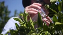 加州柑橘业以虫剋虫应付黄龙病