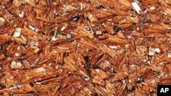 日本三月大地震後產生的碎片殘骸不斷流入太平洋