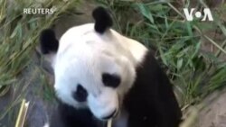 飼養成本高 芬蘭將大熊貓歸還中國 香港熊貓經濟反應不一
