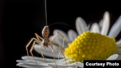 FILE - A spider is seen on a flower. New research published in PLOS Biology found that adult spiders seem to forget how to behave with each other after being alone too long, which causes them to become aggressive. 