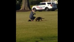 白宫新宠物狗“司令”