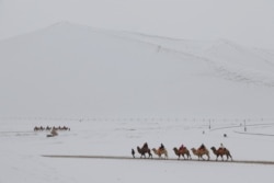 中国甘肃荒漠驼队（资料照）