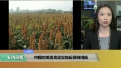 VOA连线(卡拉)：中国对美国高粱实施反倾销措施