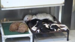 狗年切忌一时冲动养狗