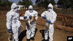 印度喀拉拉邦爆發禽流感