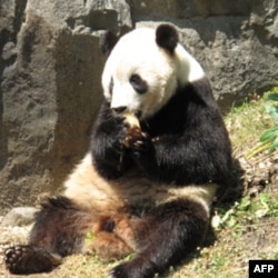 泰山在华盛顿国家动物园倍受宠爱