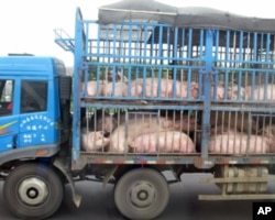 中國民眾關心食品價格上漲﹐數據顯示九月份豬肉價格的漲幅則達到43%